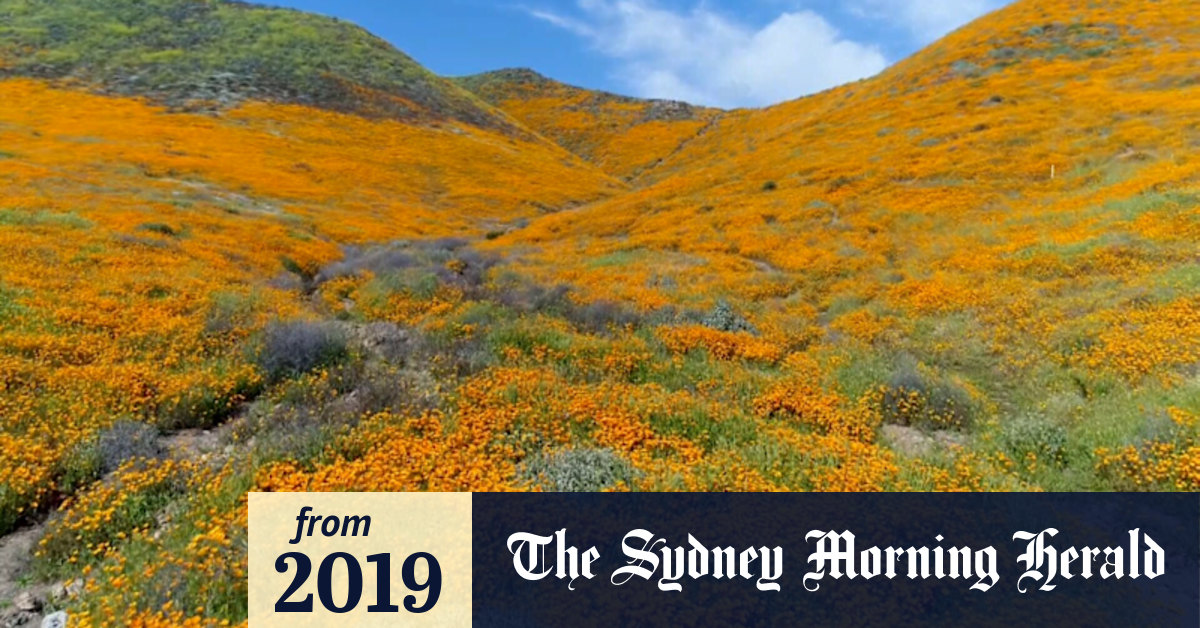 Video Wildflowers transform California desert